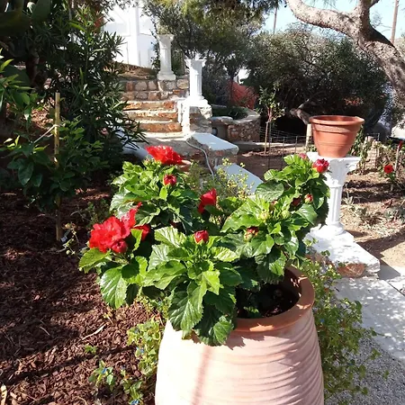 Franziska - 1 Naousa (Paros)